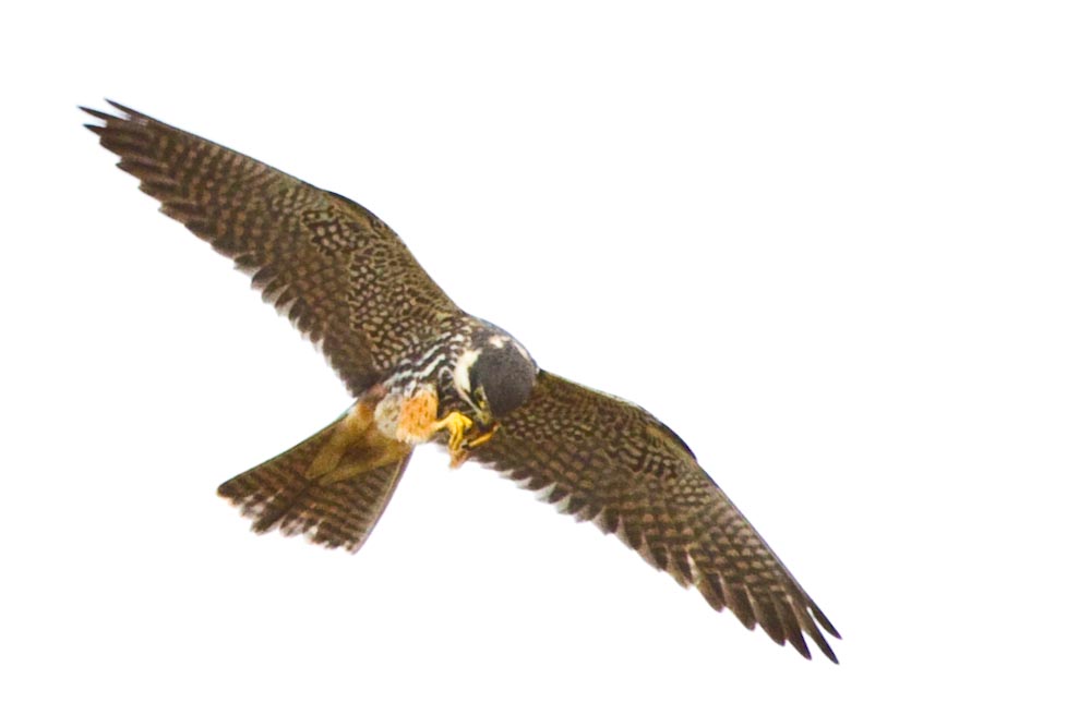 Eurasian Hobby