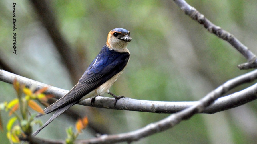 European Red-rumped Swallow