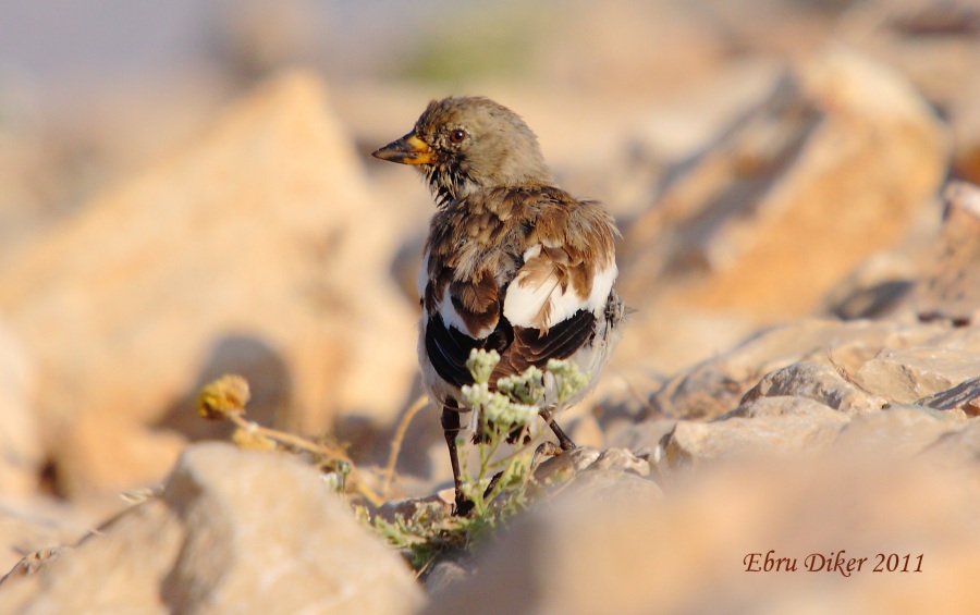 White-winged Snowfinch