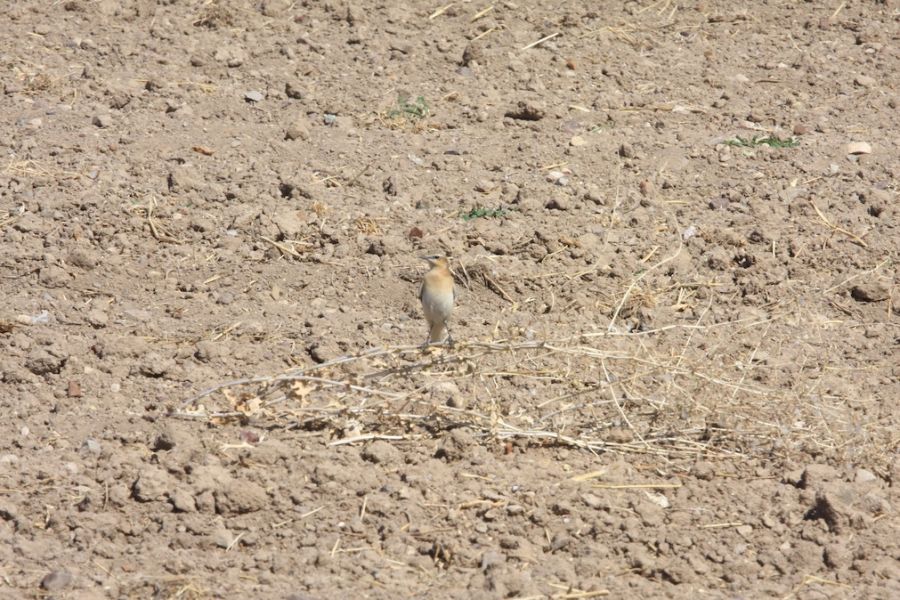 Isabelline Wheatear