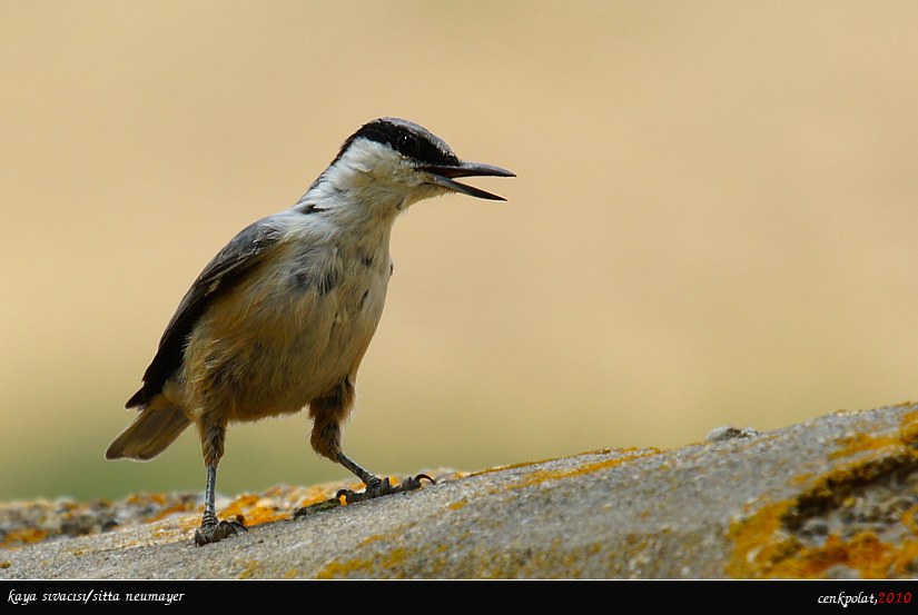 Western Rock Nuthatch
