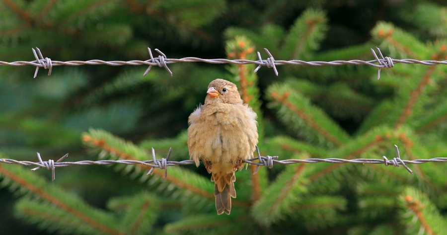 House Sparrow