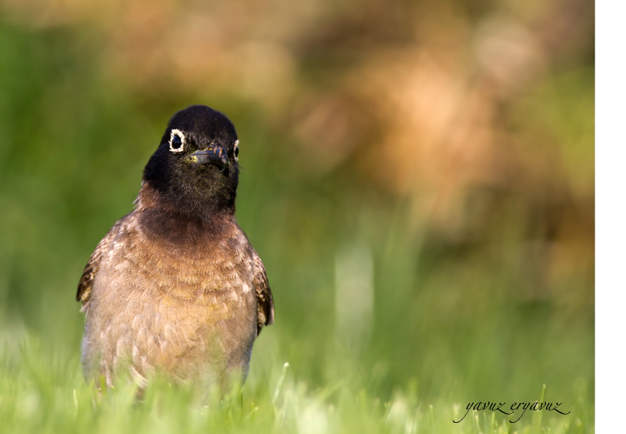 White-spectacled Bulbul
