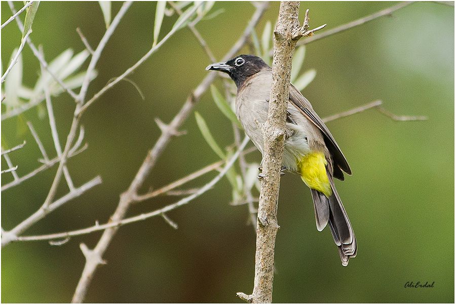 White-spectacled Bulbul