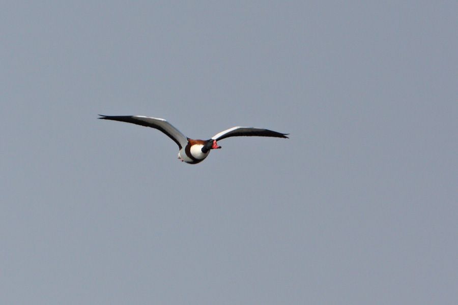 Common Shelduck