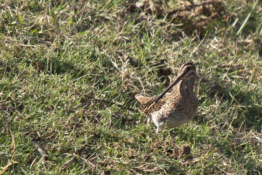 Common Snipe