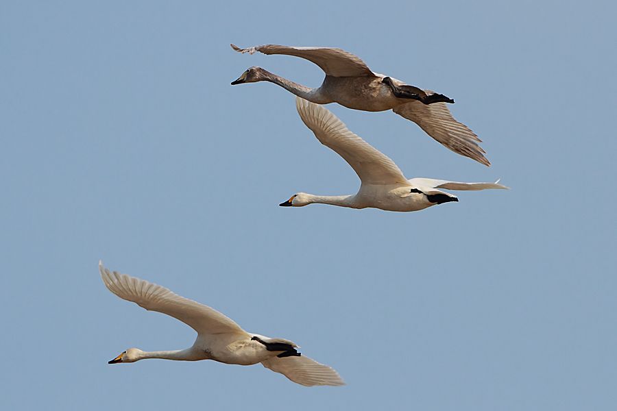 Tundra Swan