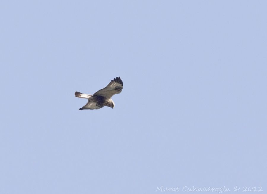 Rough-legged Buzzard