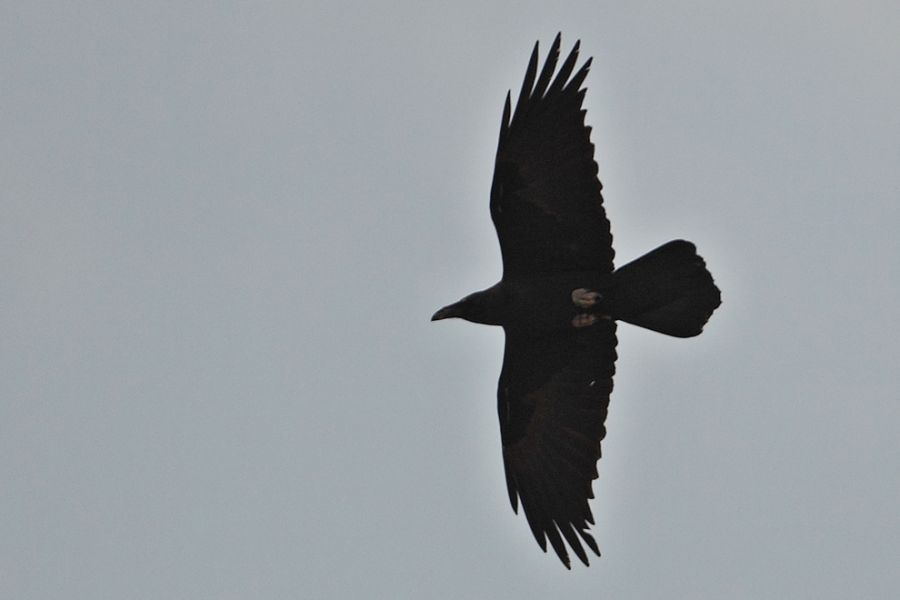 Brown-necked Raven
