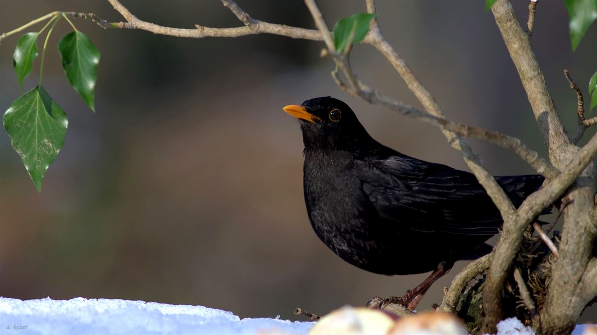 Common Blackbird