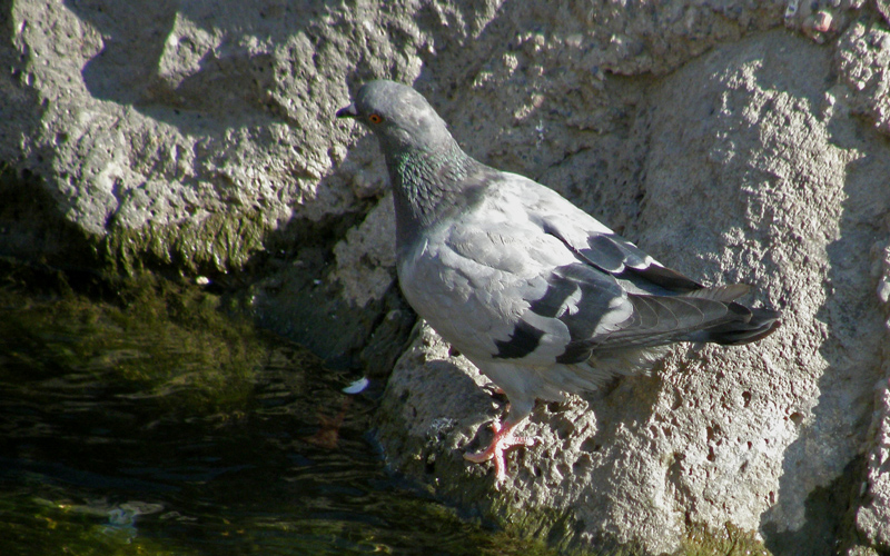 Rock Dove
