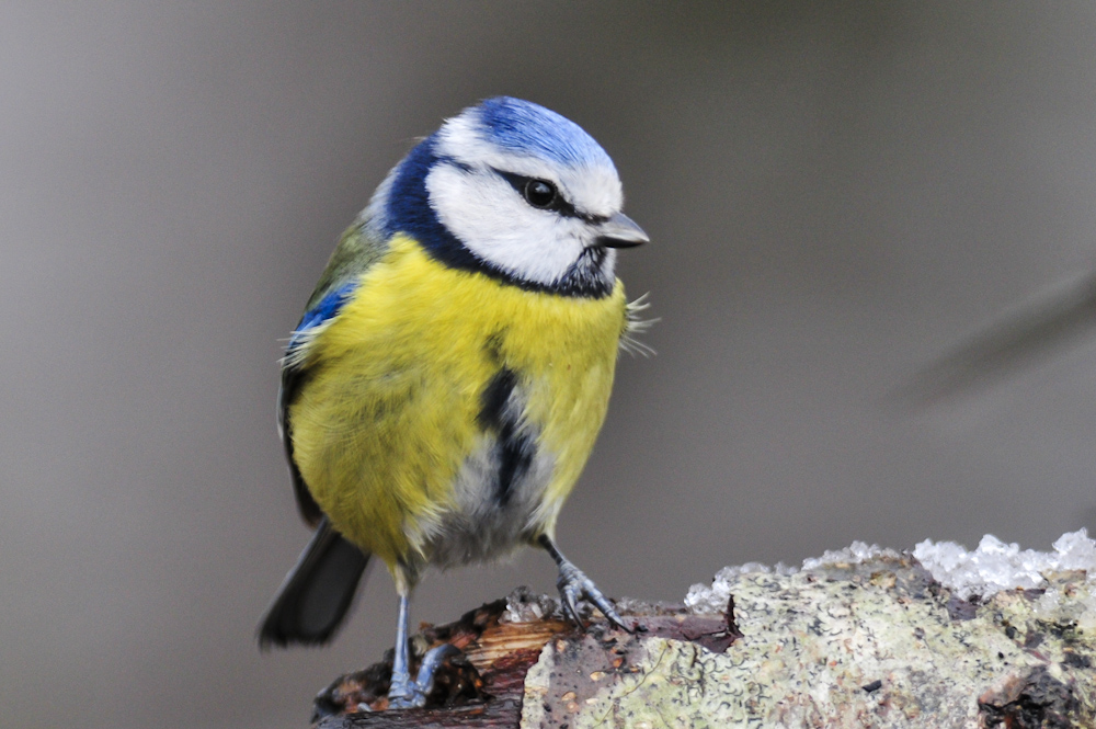 Eurasian Blue Tit