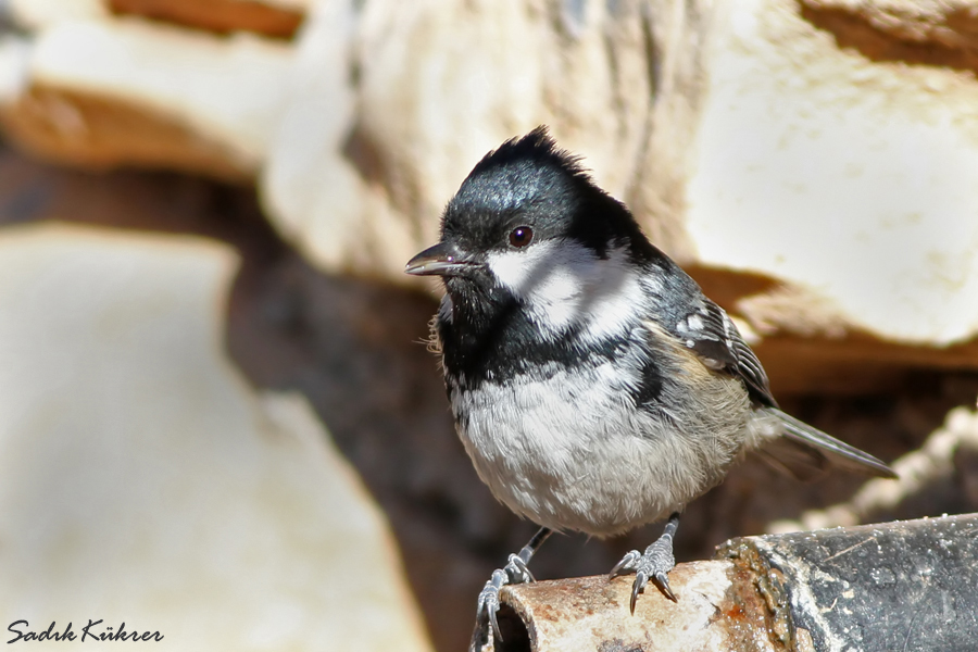 Coal Tit