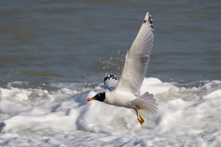Pallas`s Gull