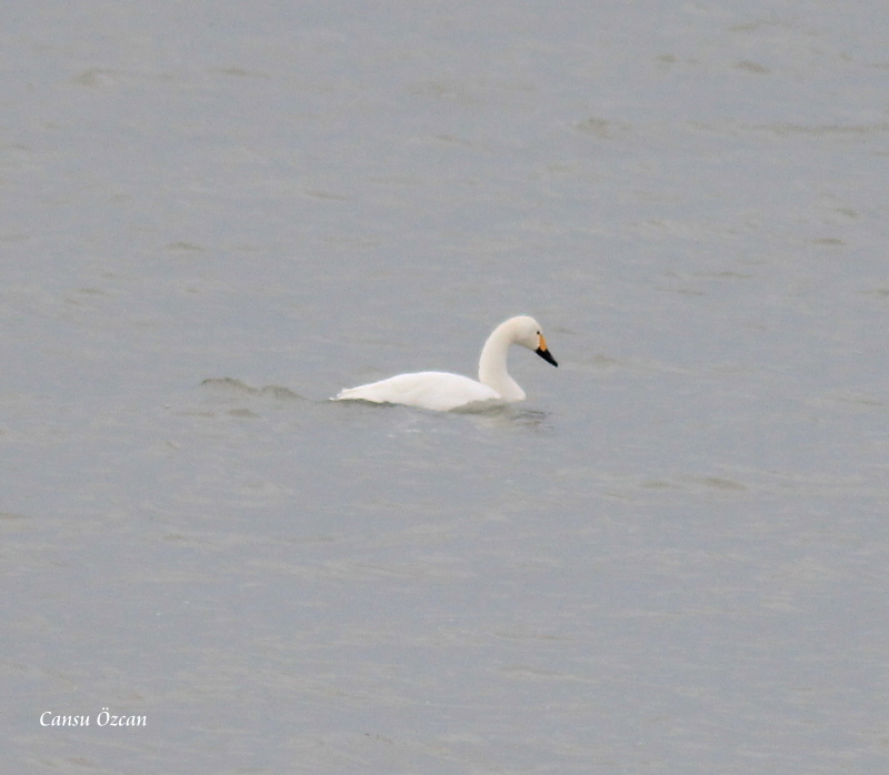 Tundra Swan