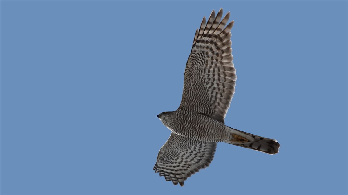 Eurasian Sparrowhawk