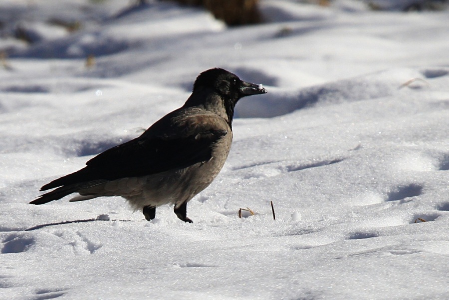 Hooded Crow