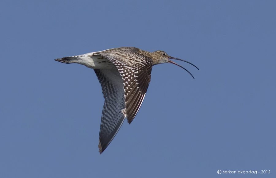 Eurasian Curlew