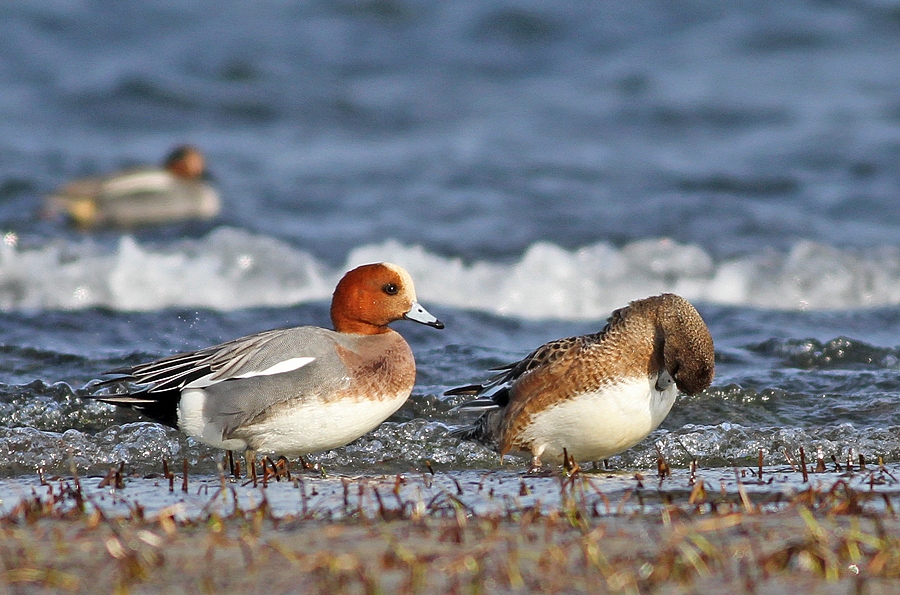 Eurasian Wigeon