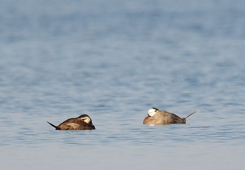 White-headed Duck