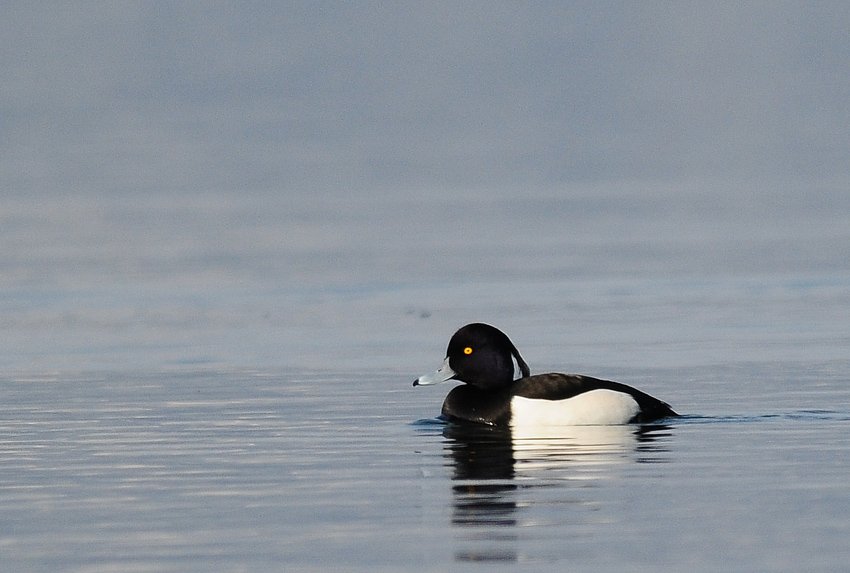 Tufted Duck