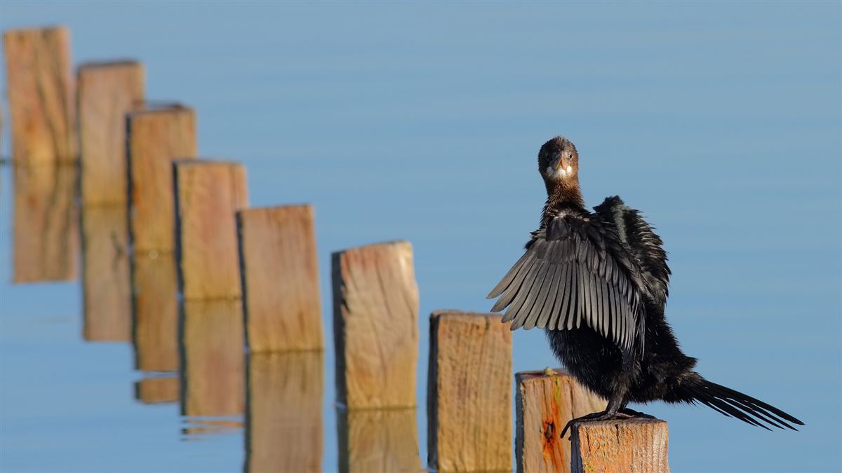 Pygmy Cormorant
