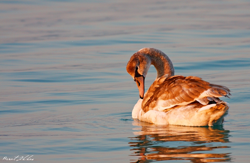 Mute Swan