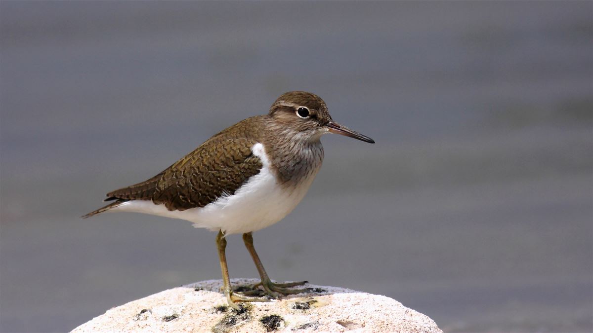 Common Sandpiper