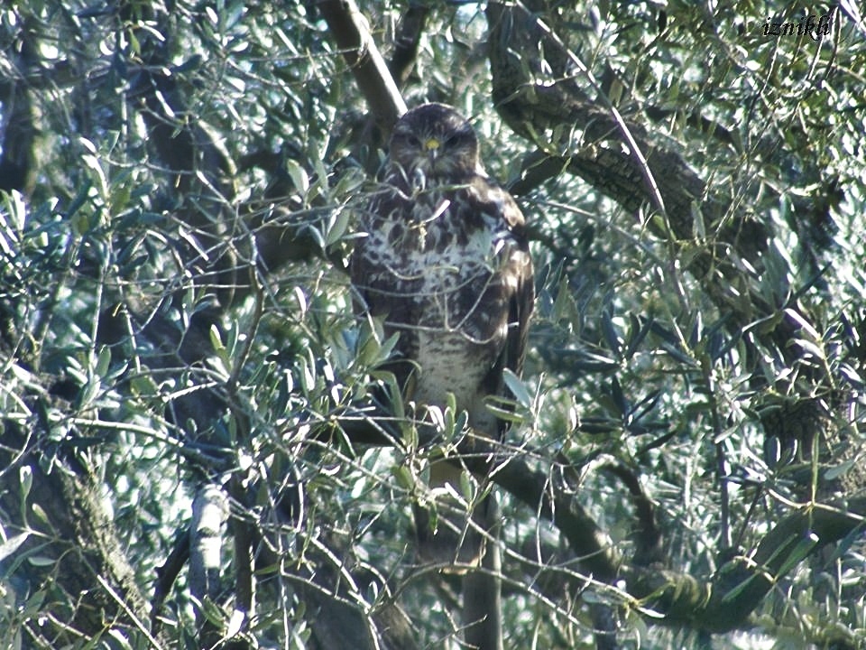 Common Buzzard