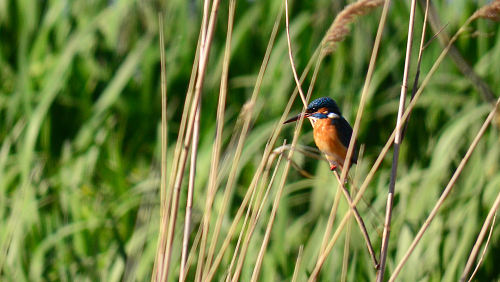 Common Kingfisher