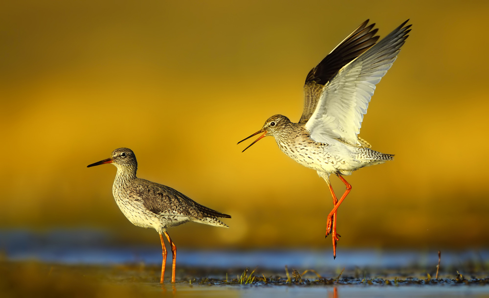 Common Redshank