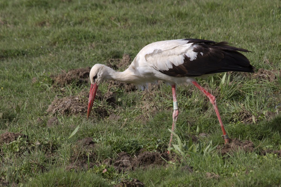 White Stork