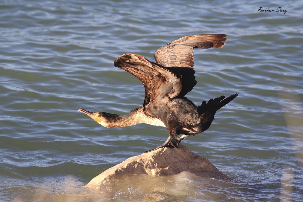 Great Cormorant