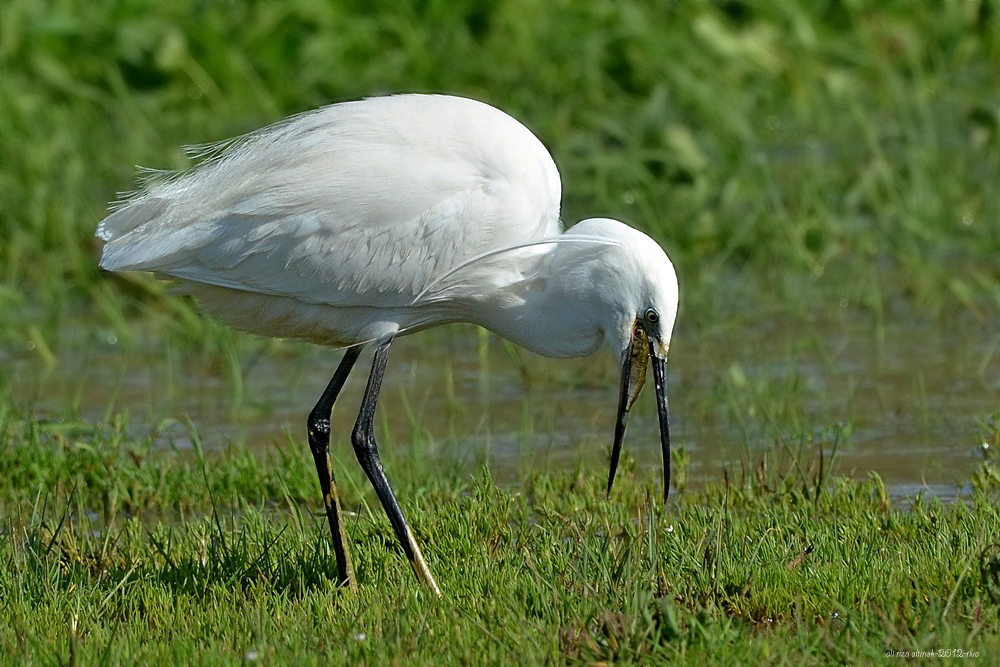 Little Egret