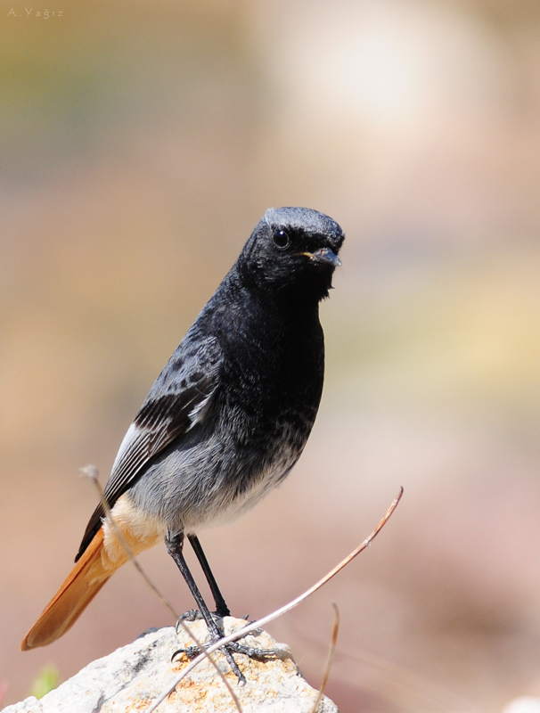Black Redstart