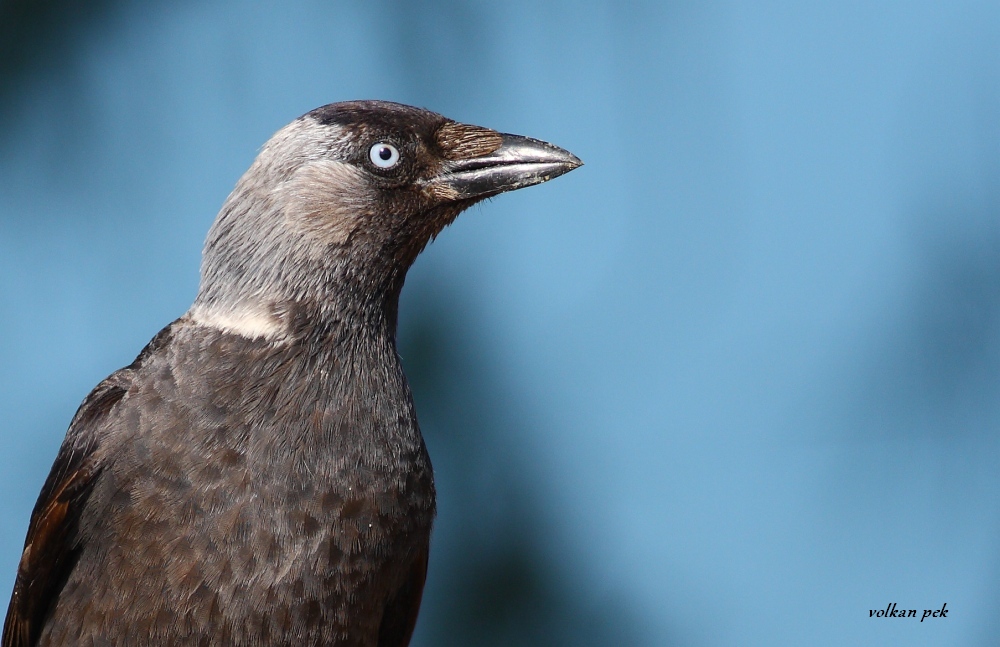 Western Jackdaw