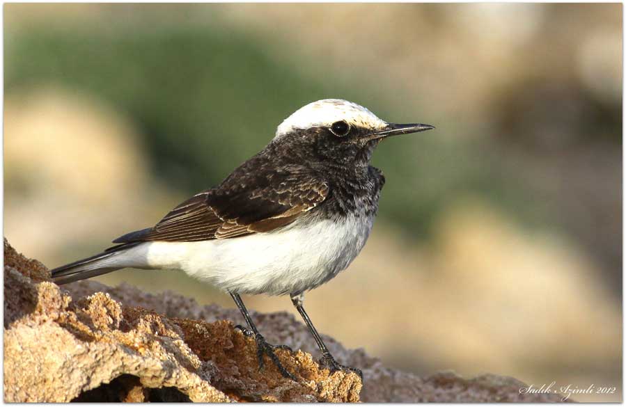 Hooded Wheatear