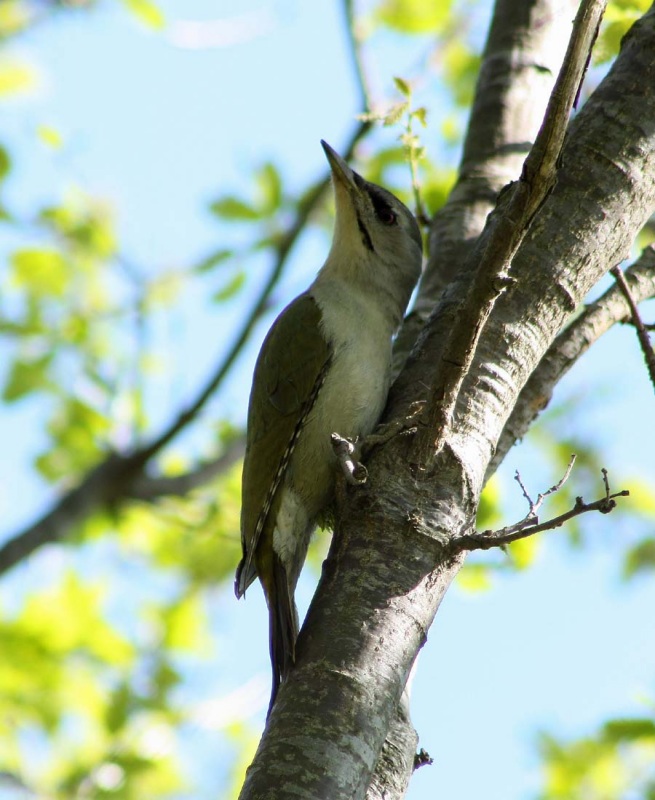 Grey-headed Woodpecker
