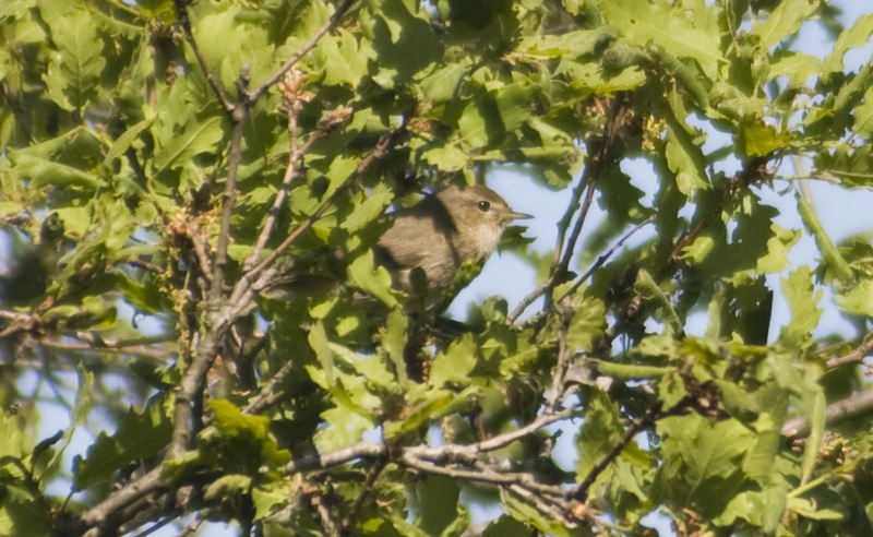 Common Chiffchaff