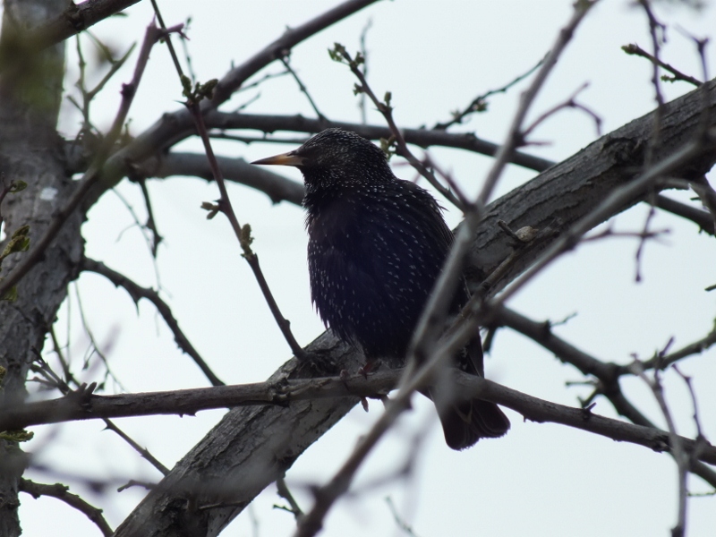 Common Starling
