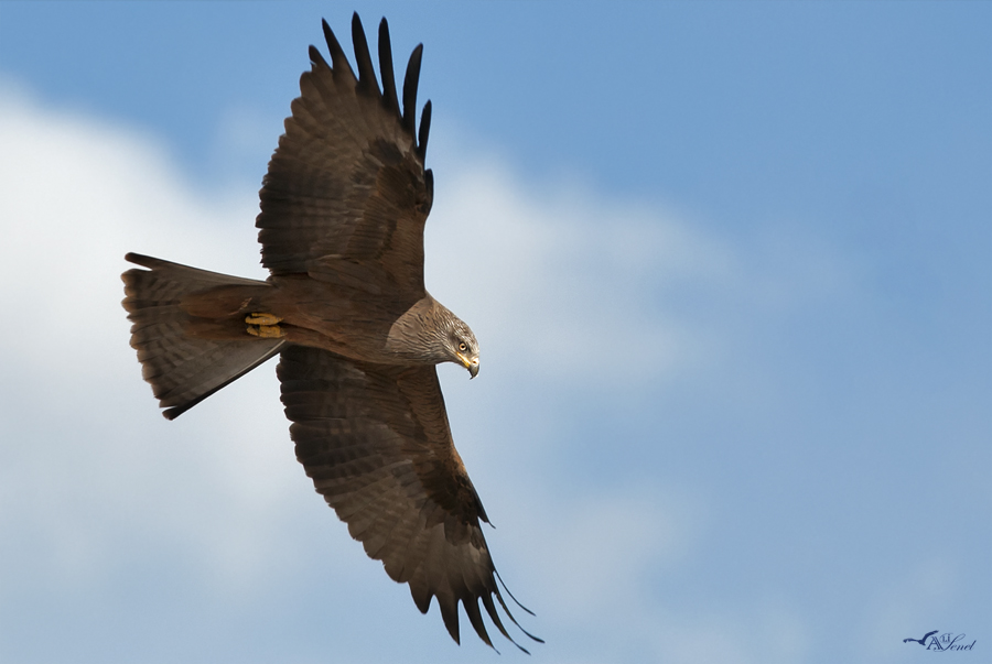 Black Kite