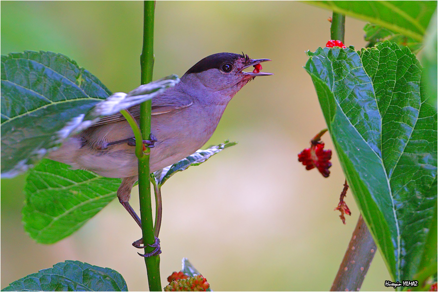Eurasian Blackcap