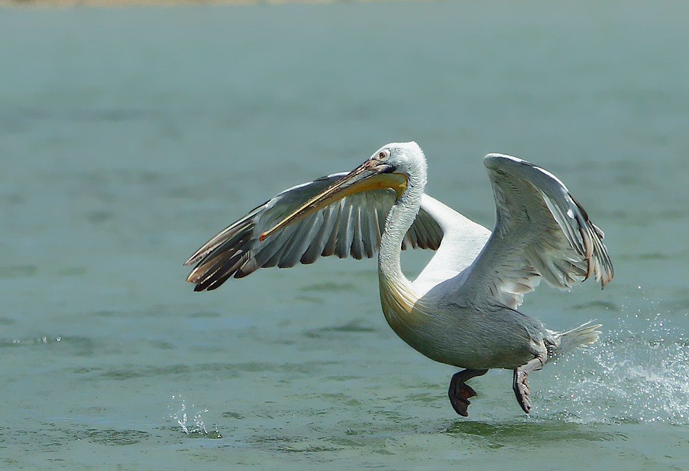Dalmatian Pelican