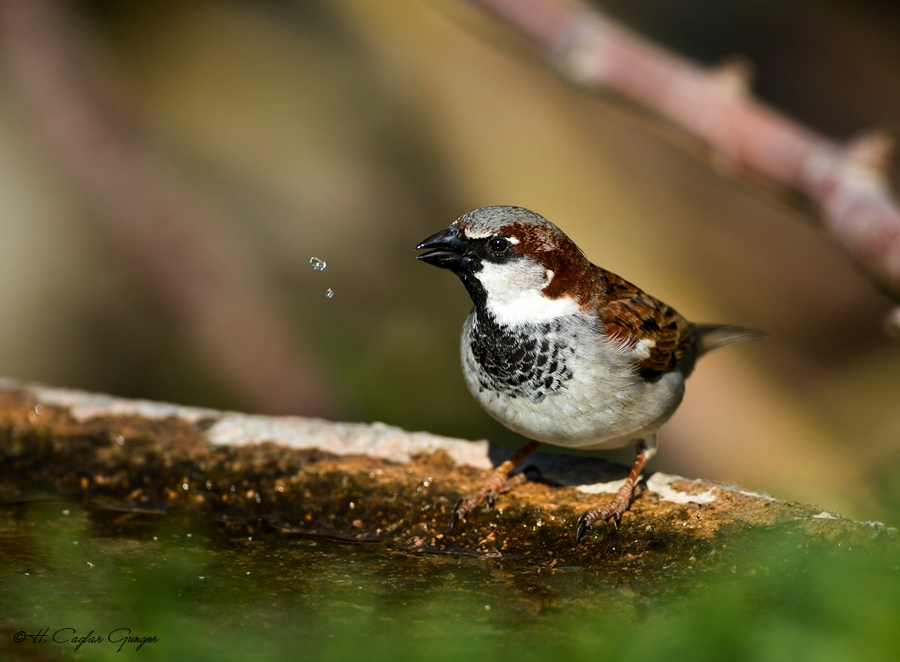 House Sparrow