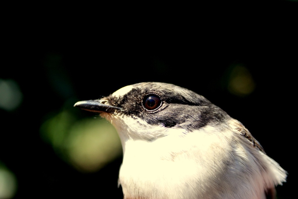 Collared Flycatcher