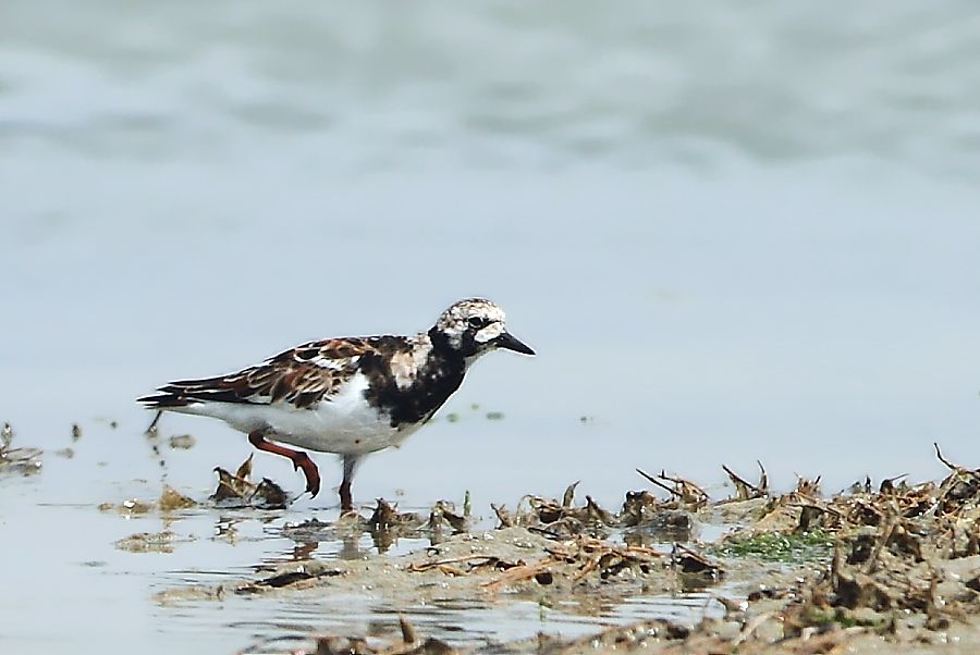 Ruddy Turnstone