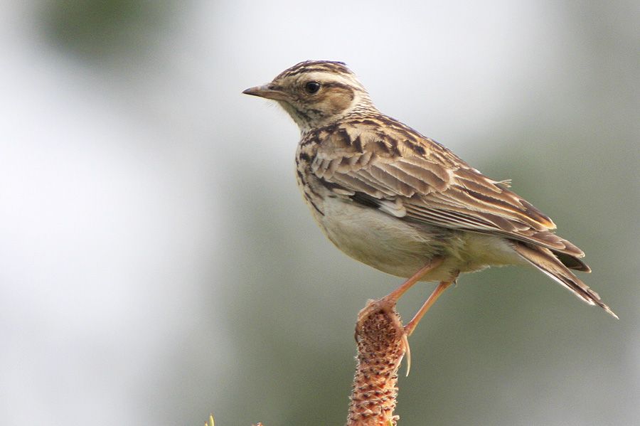 Woodlark
