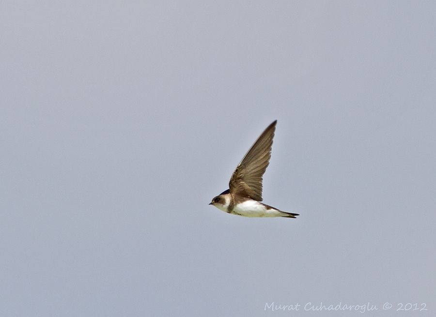 Sand Martin