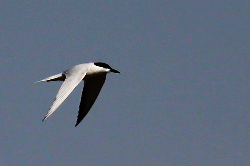 Gull-billed Tern