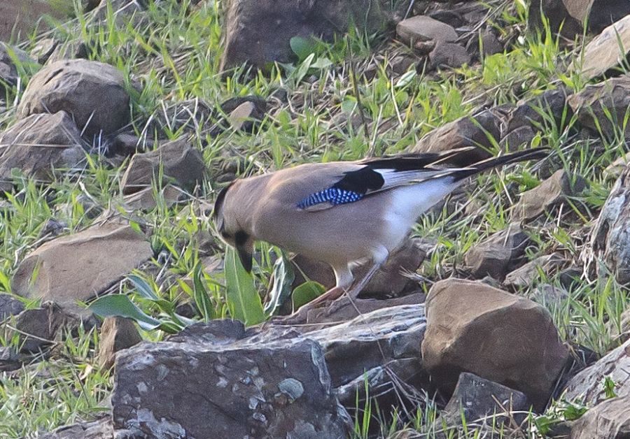 Eurasian Jay